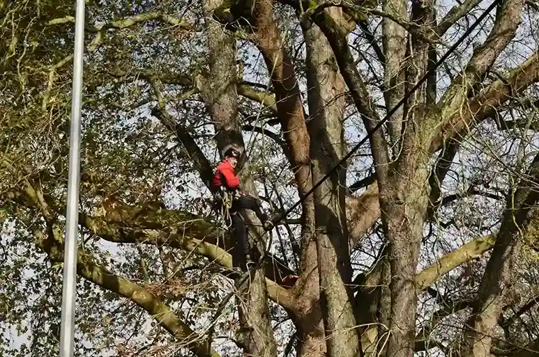 Écuroduc pour la faune : un passage sécurisé.