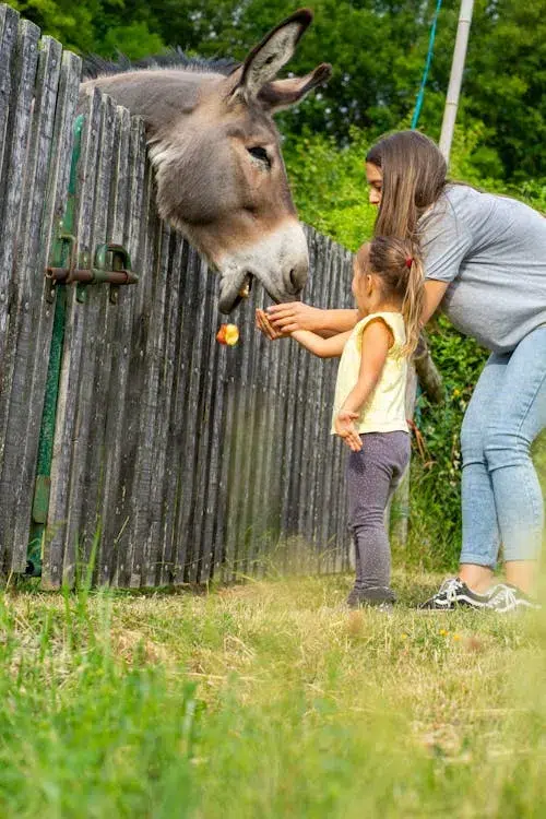 Médiation avec ânes pour bien-être animal.