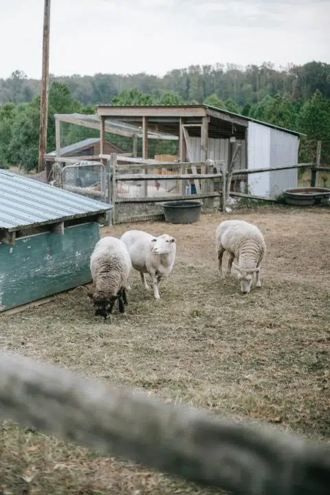 Mini-ferme permacole : un écosystème durable.