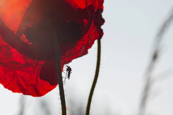 Hirondelles contre moustiques dans le jardin.