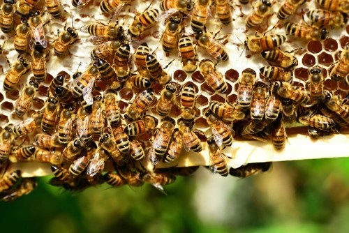 Apiculture urbaine : abeilles et étudiants en action.