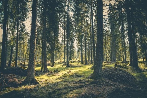 Arbres naissances : symboles de vie et croissance.